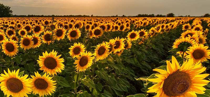 significado de las flores girasoles