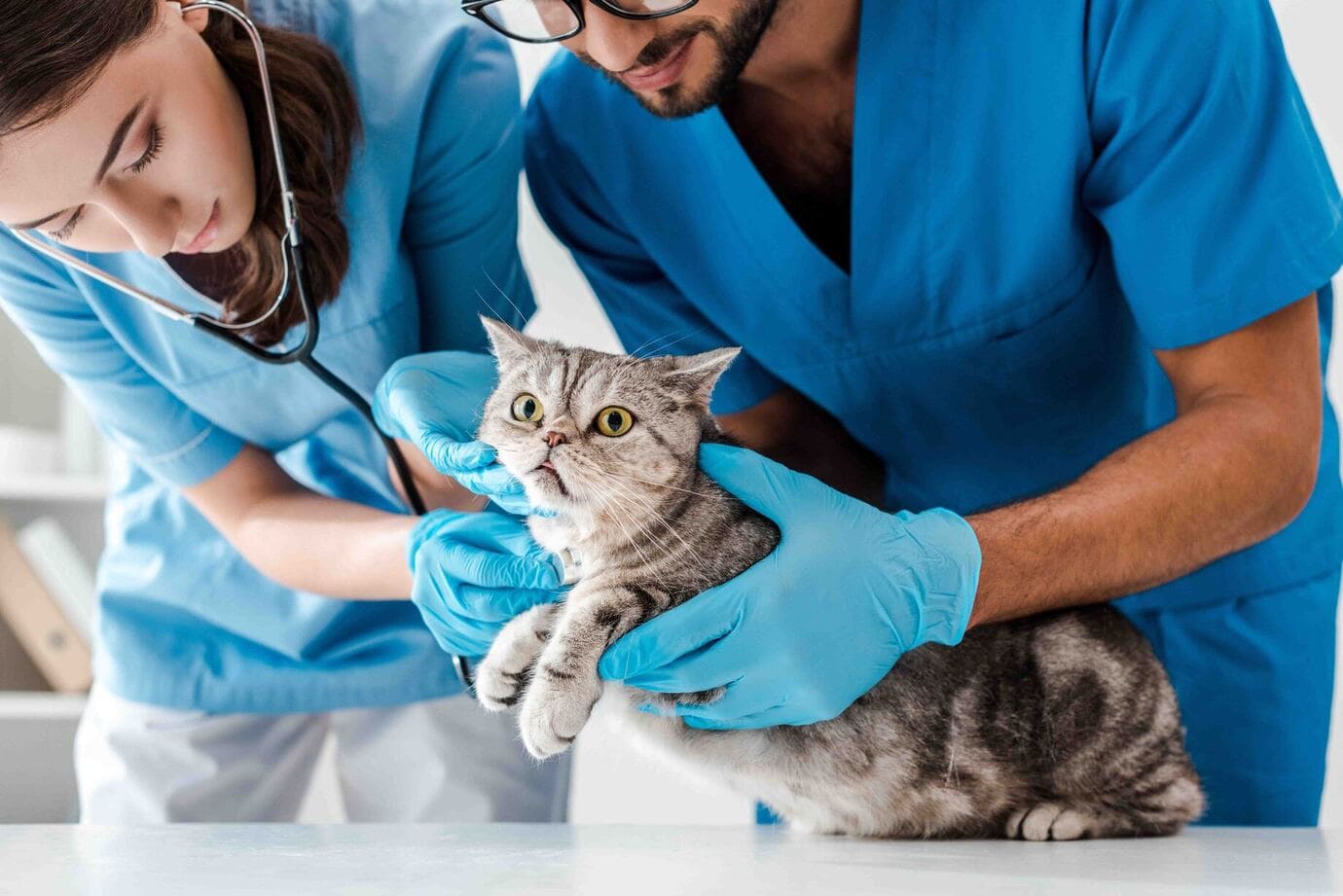 curso de veterinaria