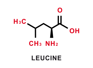 aminoacidos ramificados