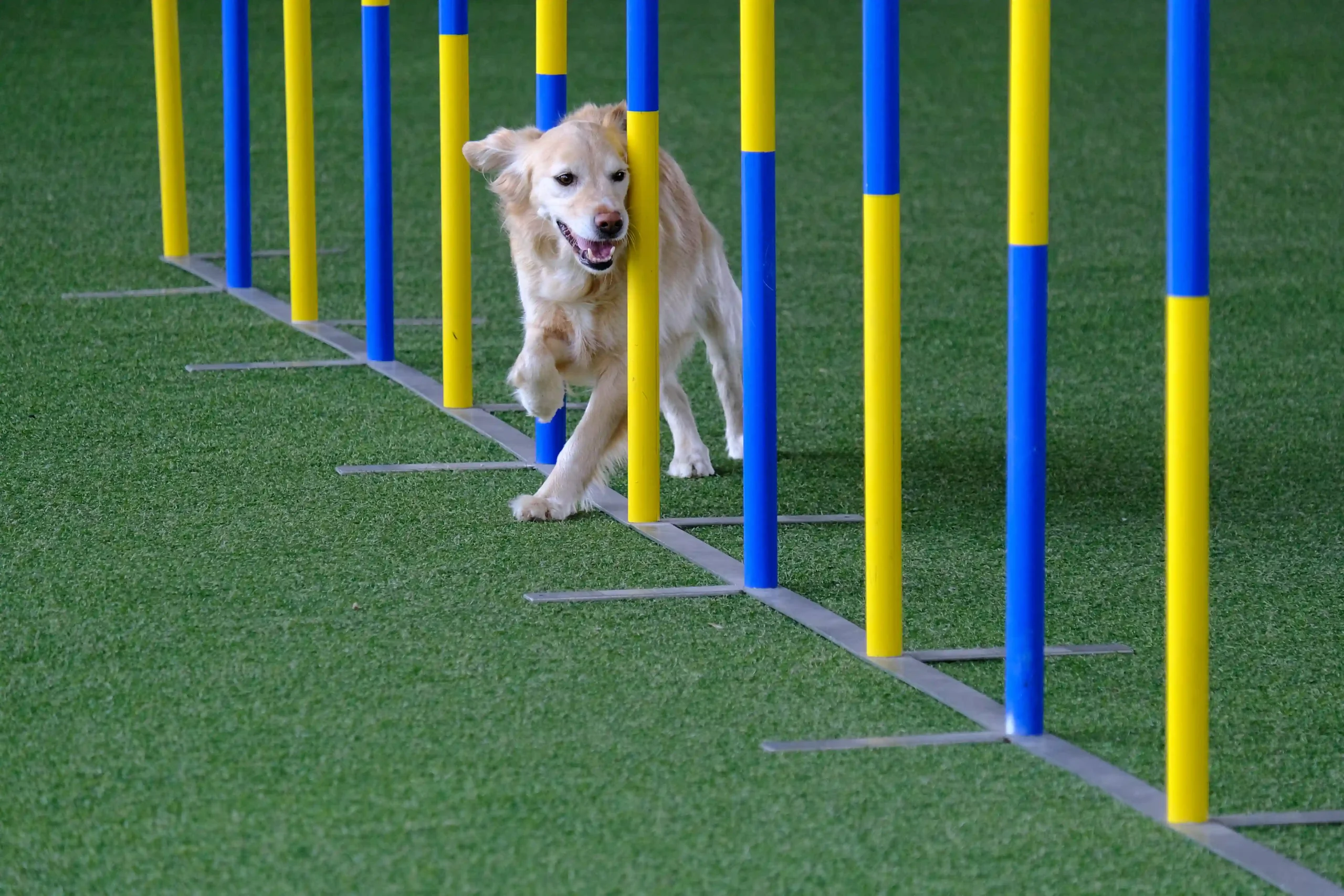 curso adiestramiento canino